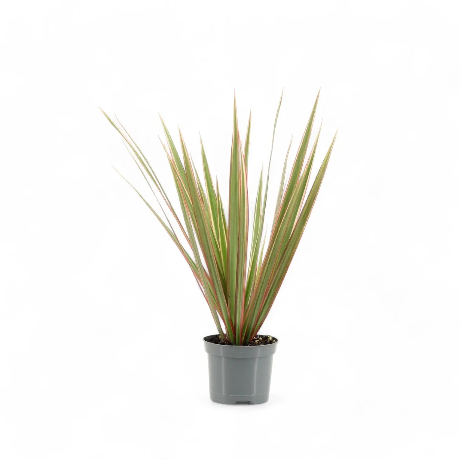 Dracaena reflexa var. angustifolia 'Bicolor' potted plant in nursery pot on white background.