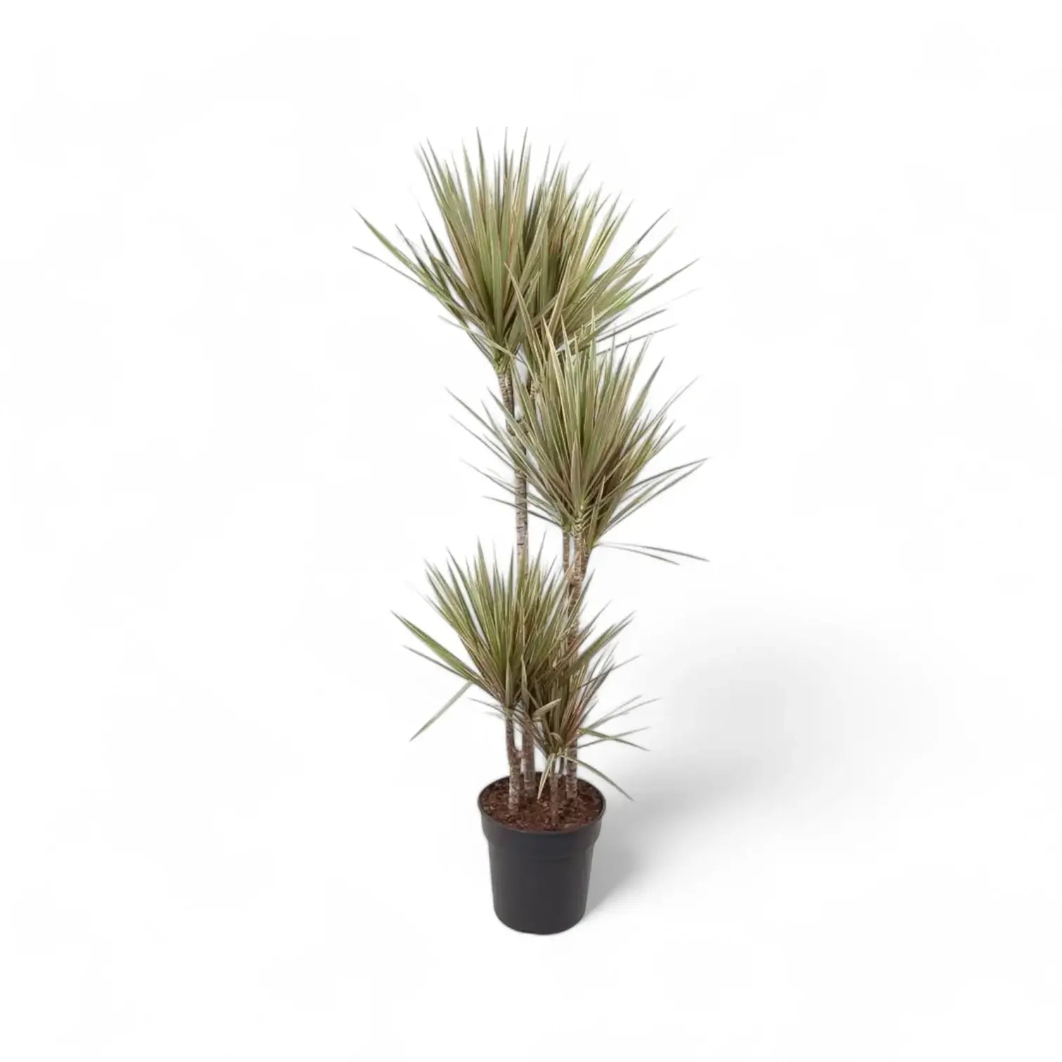 Dracaena reflexa var. angustifolia 'Bicolor' potted plant in nursery pot on white background.