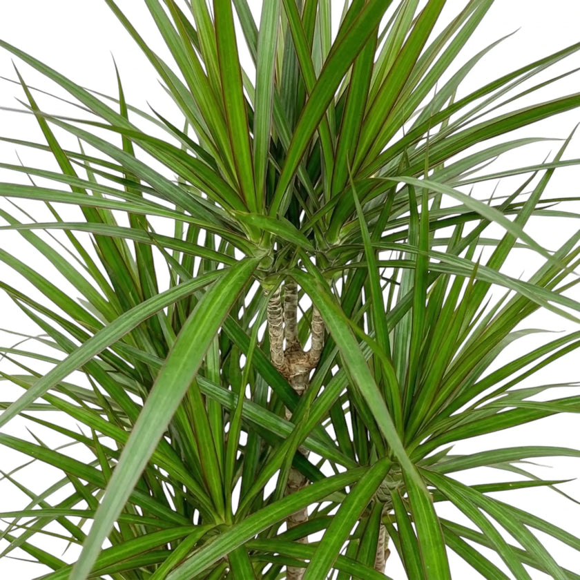 Nahaufnahme der schmalen, glänzenden grünen Blätter mit roten Blatträndern von Dracaena reflexa var. angustifolia