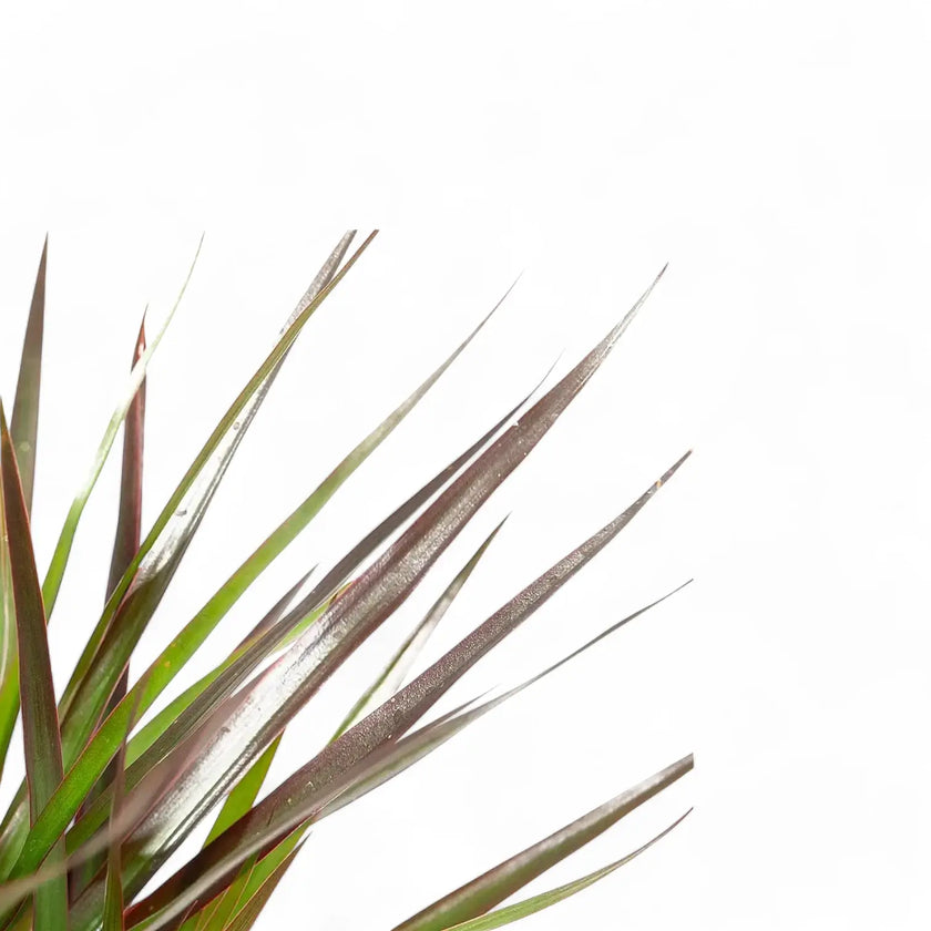 Dracaena reflexa var. angustifolia 'Magenta' close-up of leaf on white background.