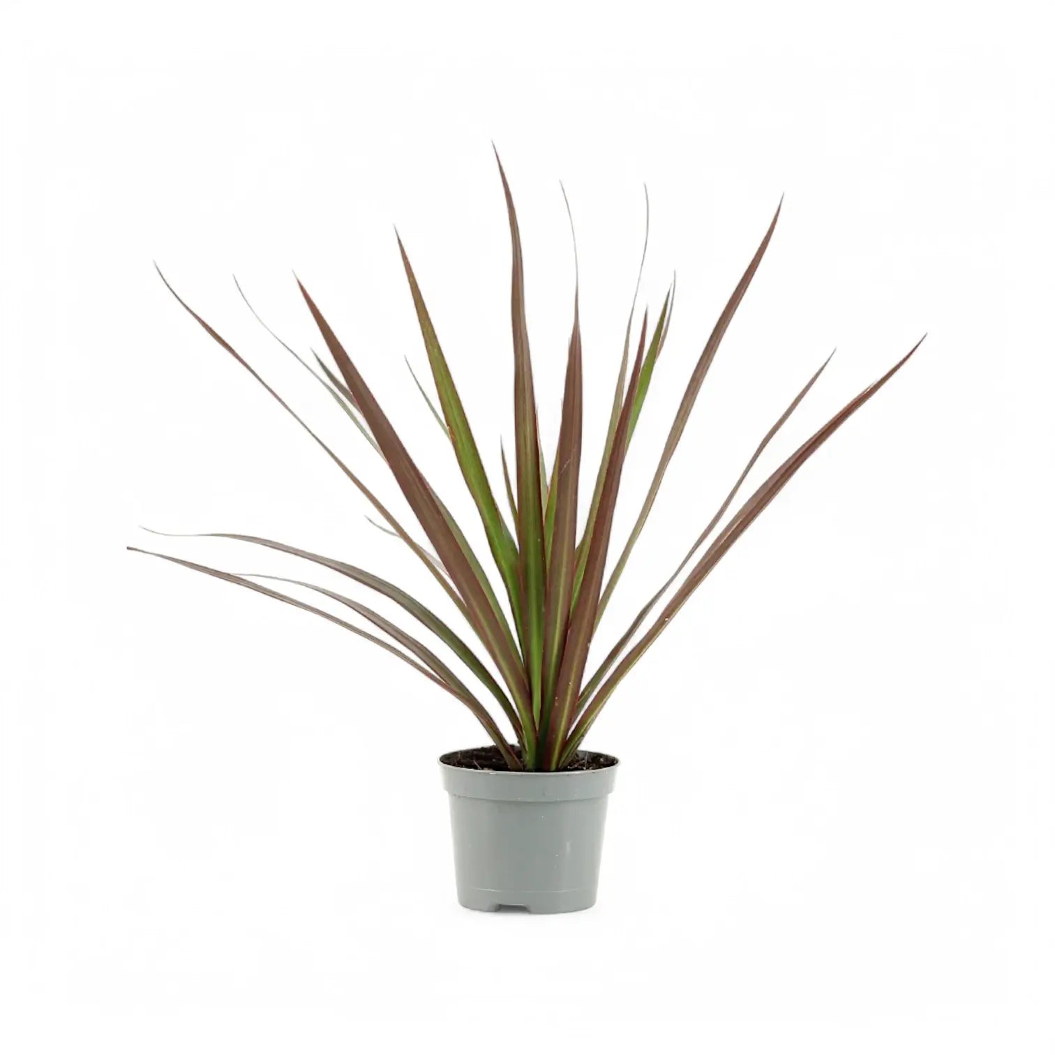 Dracaena reflexa var. angustifolia 'Magenta' – Topfpflanze im Kulturtopf vor weißem Hintergrund, Produktfoto 4.