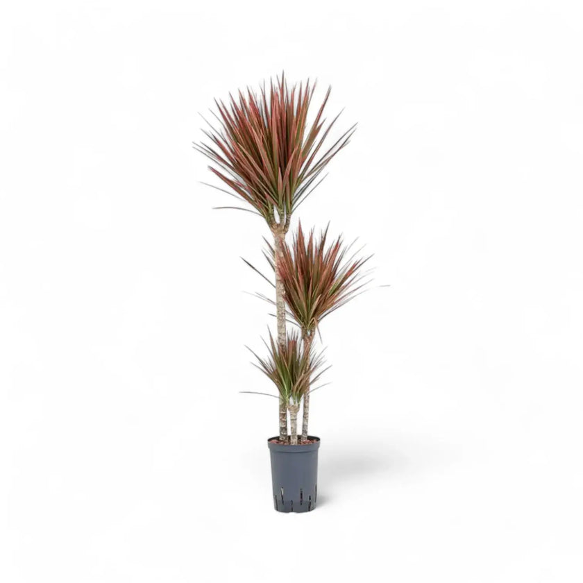 Dracaena reflexa var. angustifolia 'Red' potted plant in nursery pot on white background.