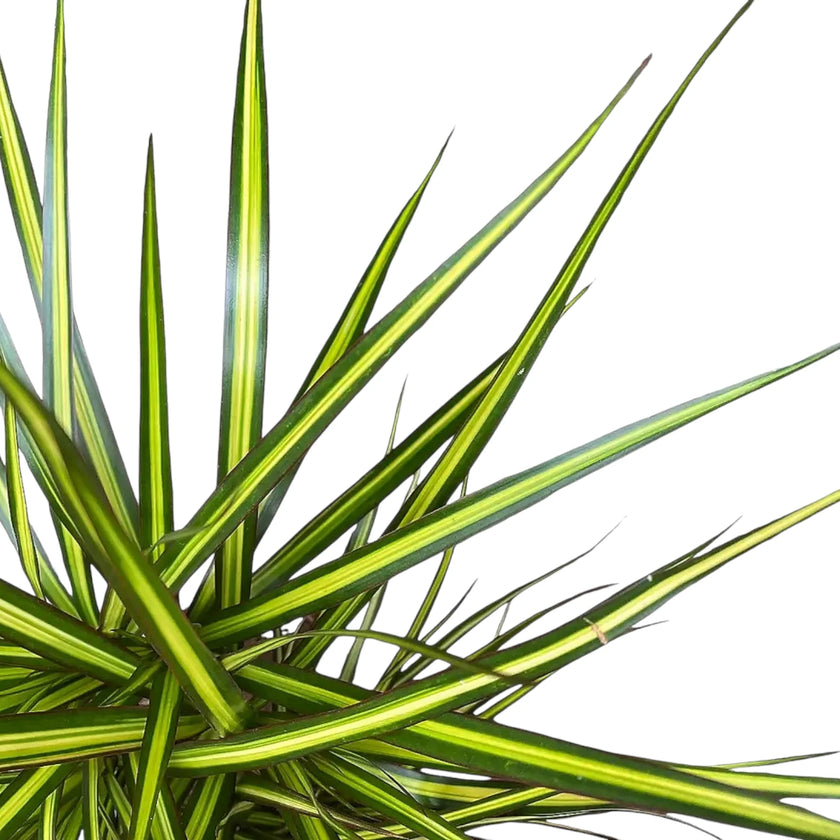 Dracaena reflexa var. angustifolia 'Sunray' leaf close-up on white background.