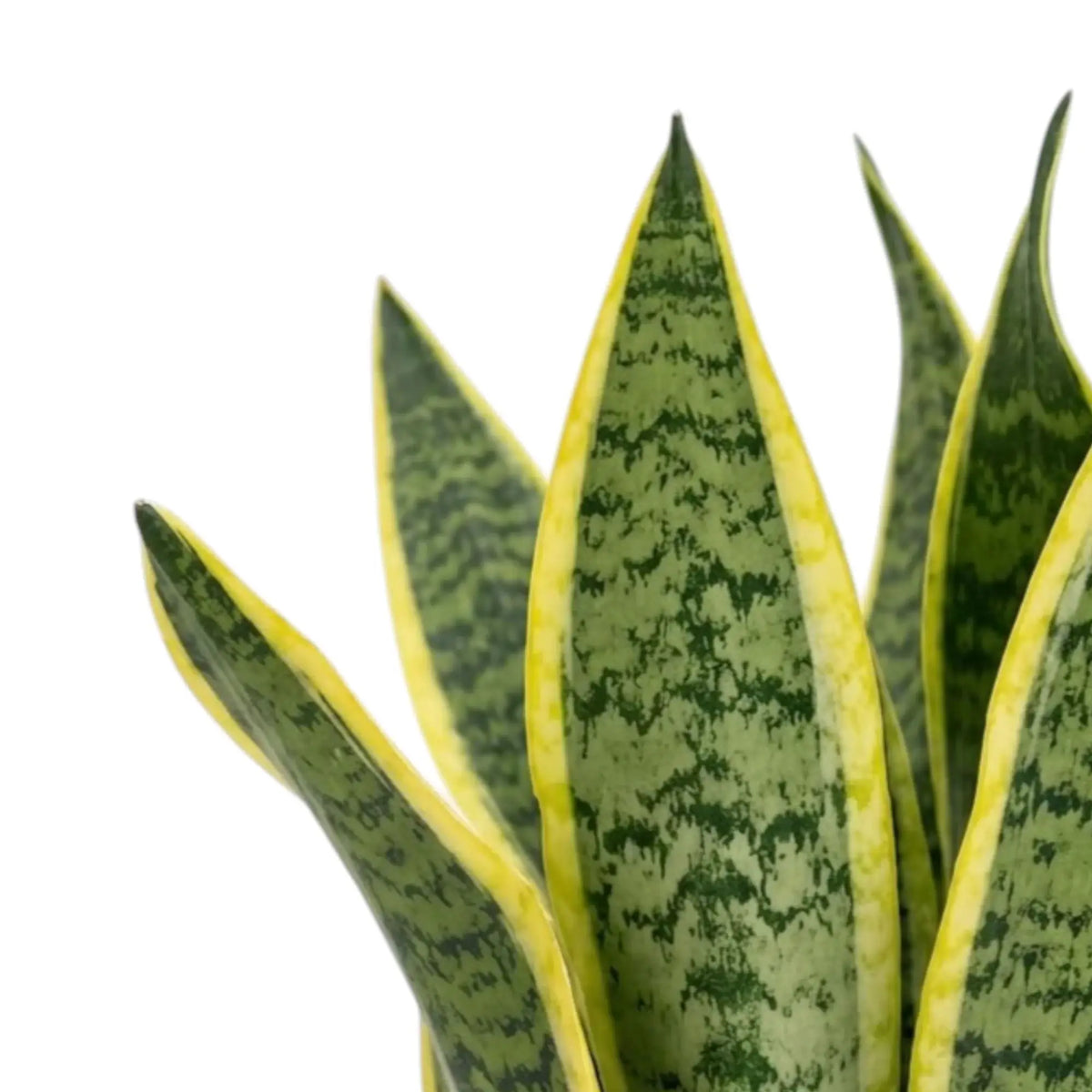 Nahaufnahme der graugrünen Blätter von Dracaena trifasciata ‘Superba’ mit breiten gelben Rändern