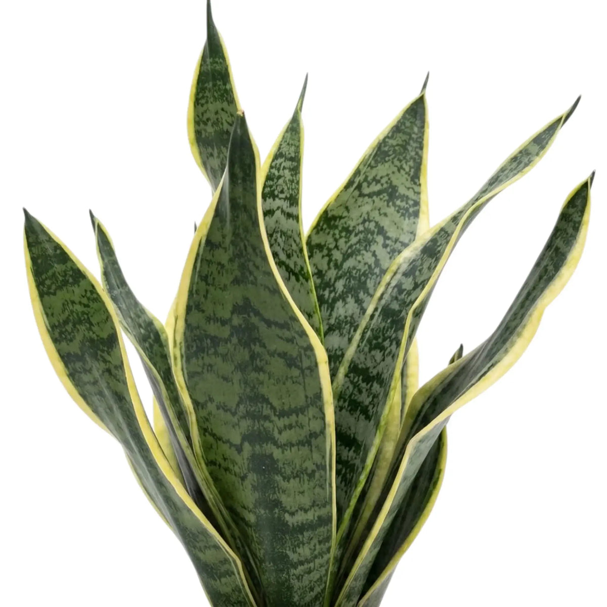 Nahaufnahme dicker Blätter von Dracaena trifasciata ‘Superba’ mit unregelmäßig gemusterten Blattmitten und gelben Rändern