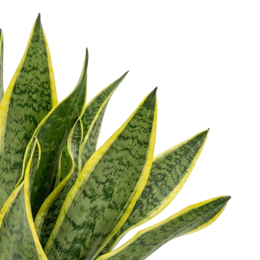 Detailaufnahme von Dracaena trifasciata ‘Superba’ mit grüner Querzeichnung und leuchtend gelben Blatträndern
