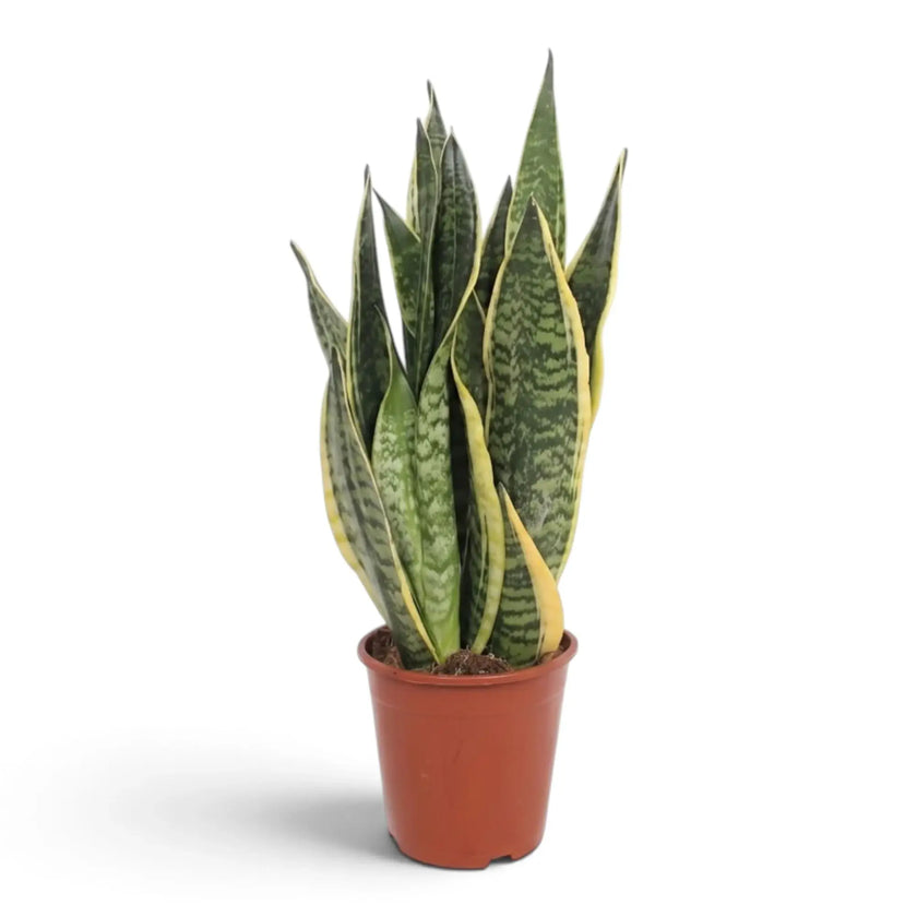 Große Dracaena trifasciata ‘Superba’ mit breiten graugrünen Blättern und gelben Rändern