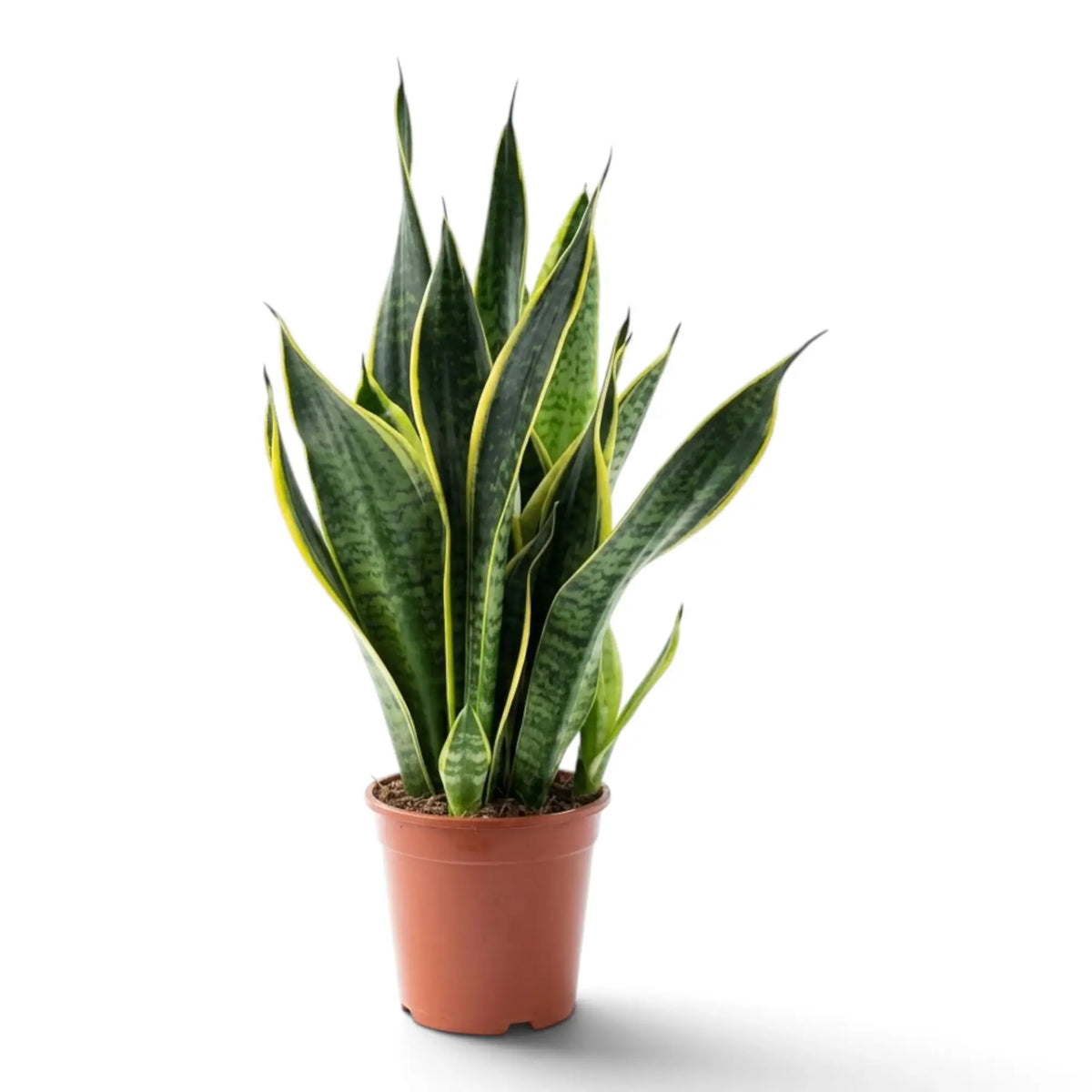 Große Dracaena trifasciata ‘Superba’ im Topf mit dichten aufrechten Blattfächern aus grün-gelb gemusterten Blättern
