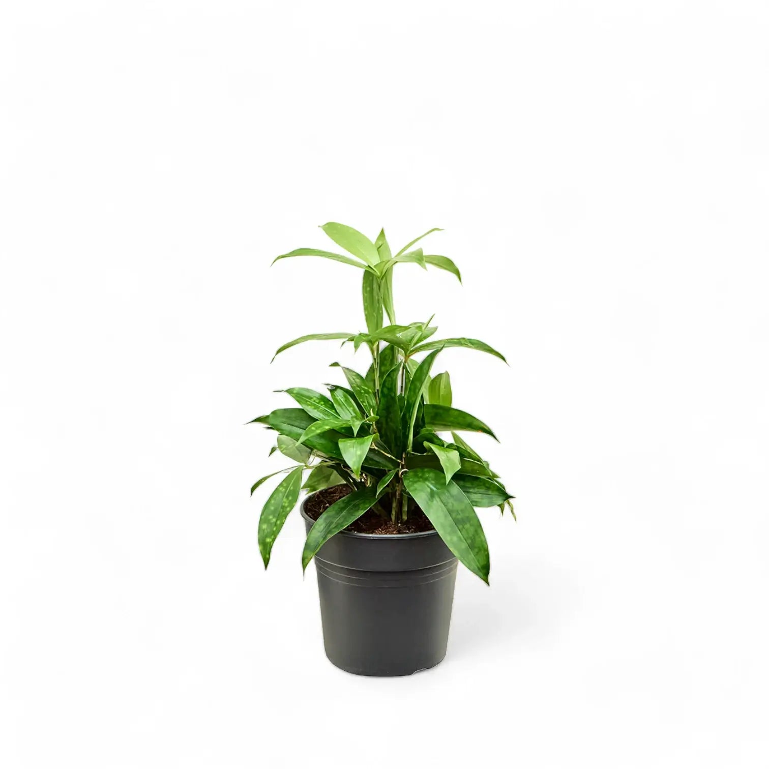 Dracaena surculosa potted plant in nursery pot on white background.