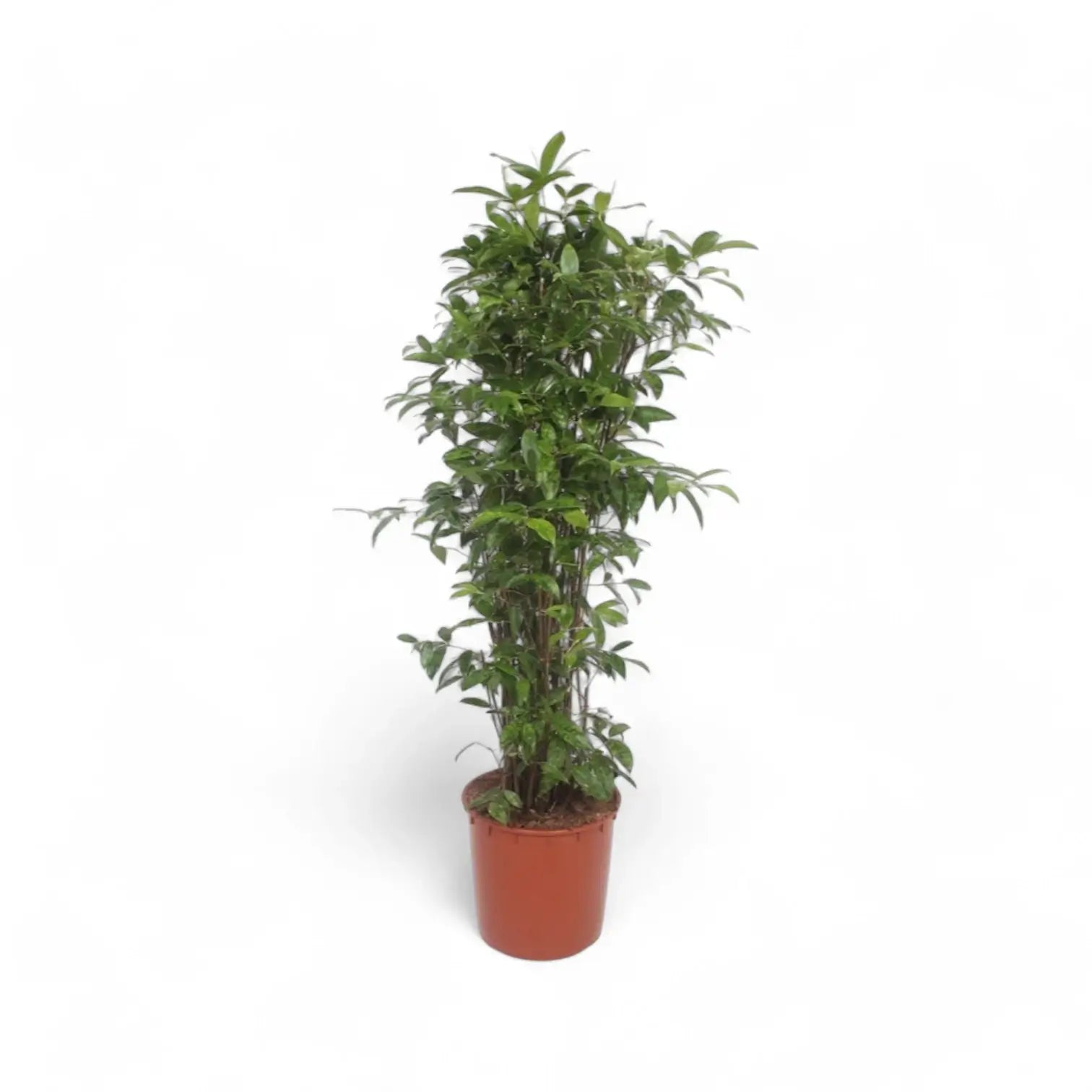 Dracaena surculosa potted plant in nursery pot on white background.