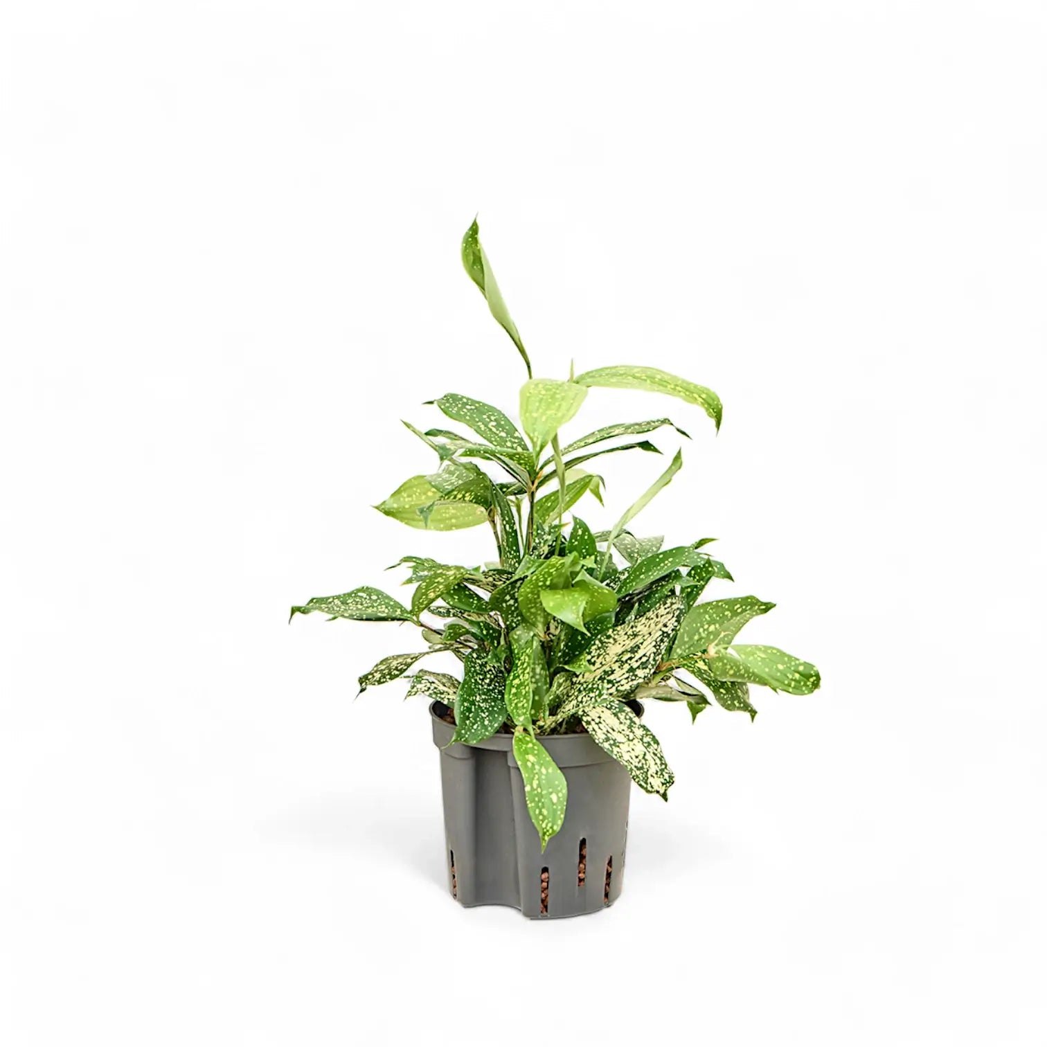 Dracaena surculosa var. surculosa 'Florida beauty' potted plant in nursery pot on white background.