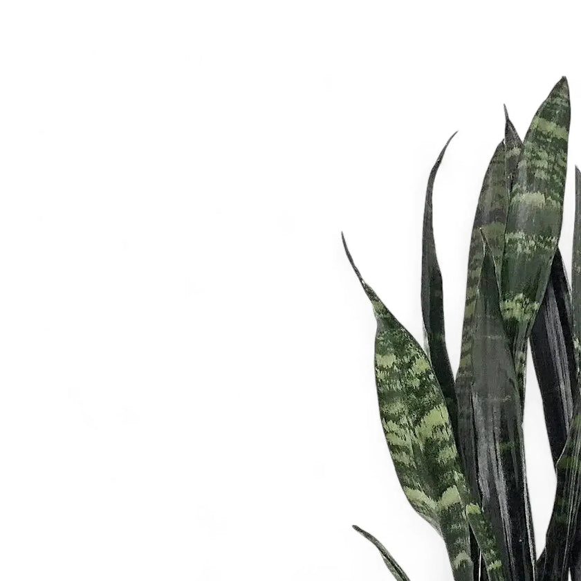 Dracaena (Sansevieria) trifasciata 'Black Coral' – Blattdetail vor weißem Hintergrund..