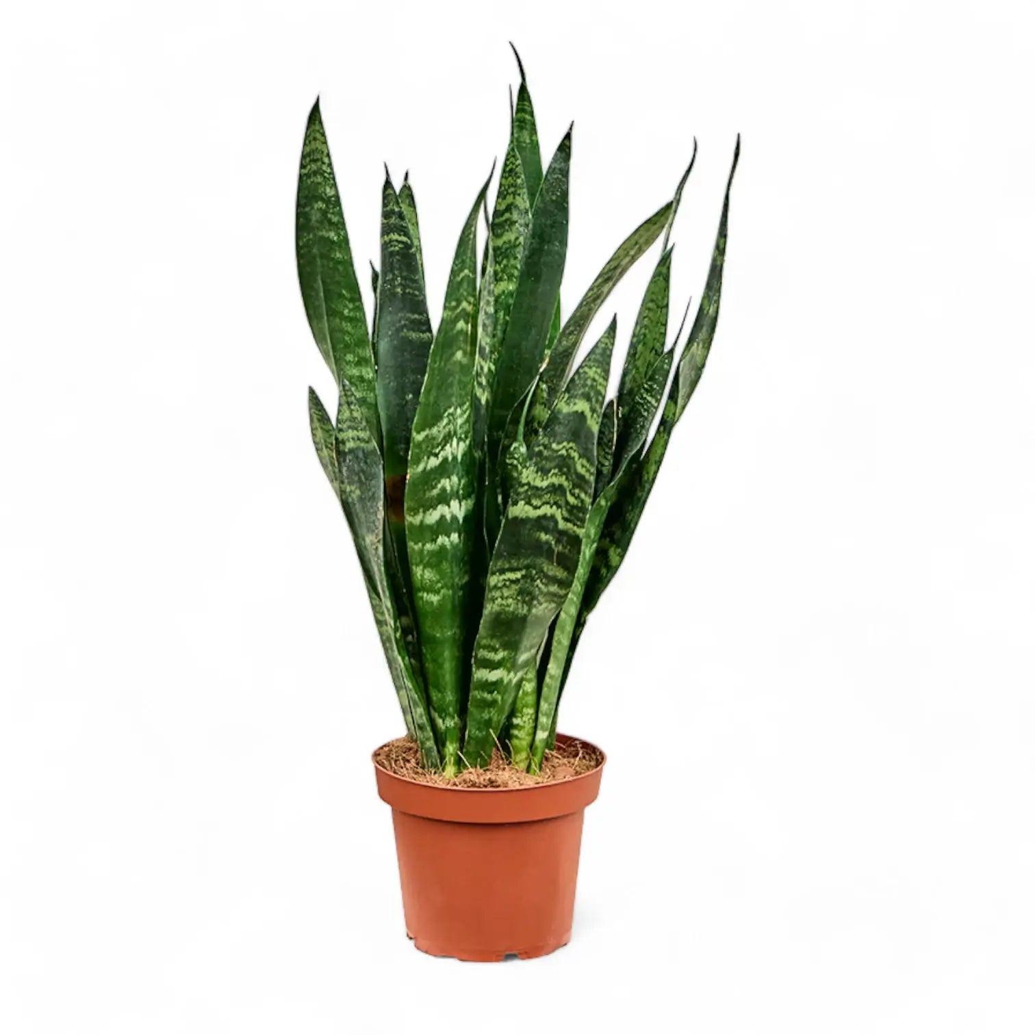 Dracaena (Sansevieria) trifasciata 'Black Coral' potted plant in nursery pot on white background.