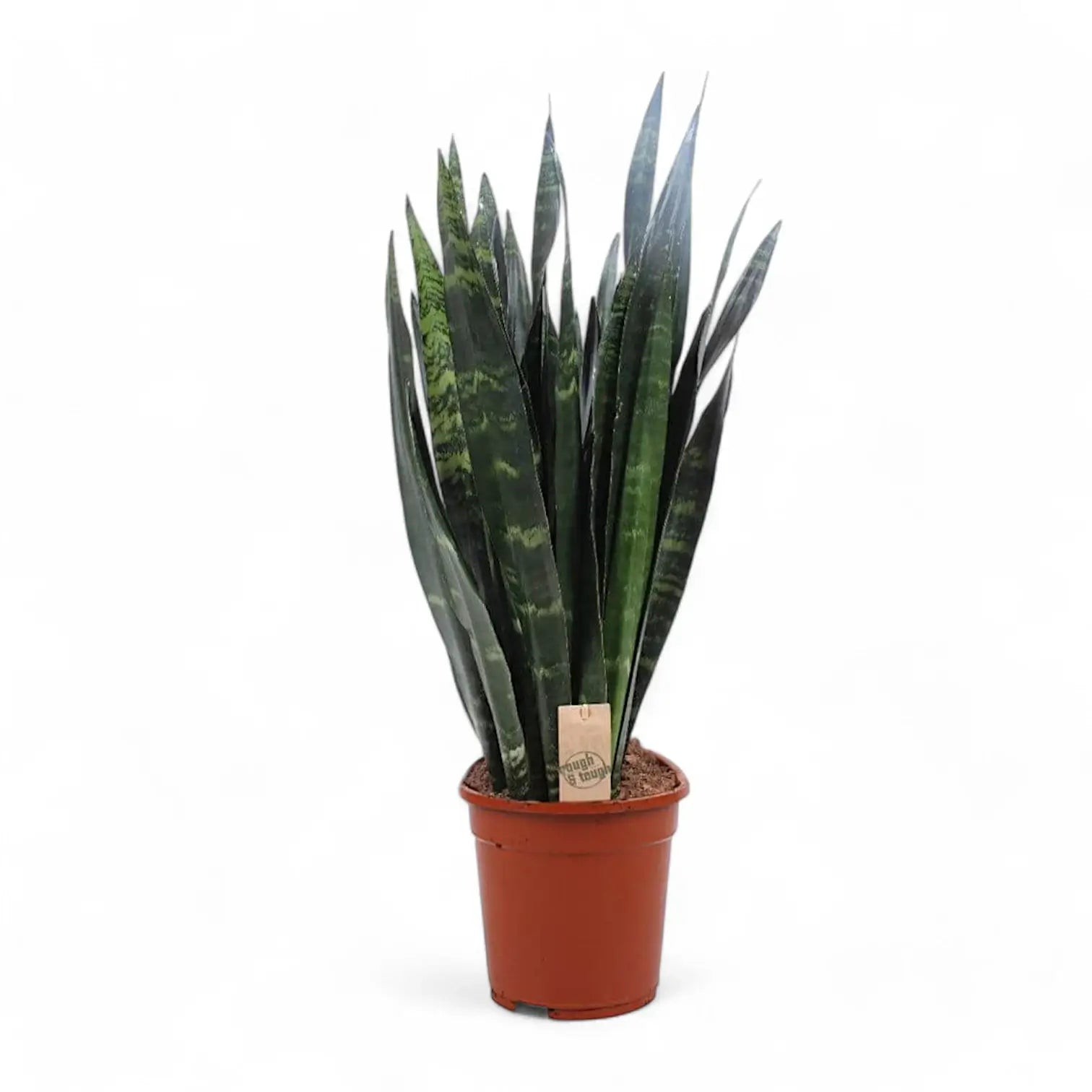 Dracaena (Sansevieria) trifasciata 'Black Coral' potted plant in nursery pot on white background.