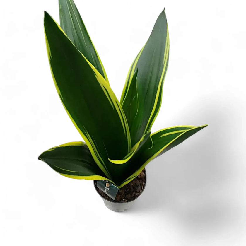 Dracaena (Sansevieria) trifasciata 'Golden Diamond' Zimmerpflanze im Anzuchttopf vor weißem Hintergrund, Produktfoto 2.