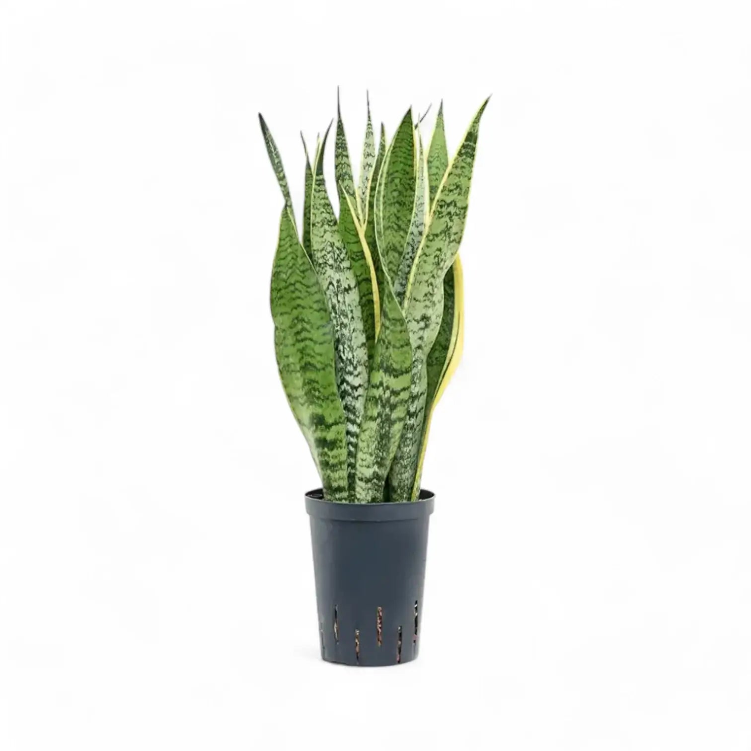 Dracaena (Sansevieria) trifasciata 'Laurentii' – Topfpflanze im Kulturtopf vor weißem Hintergrund, Produktfoto 12.