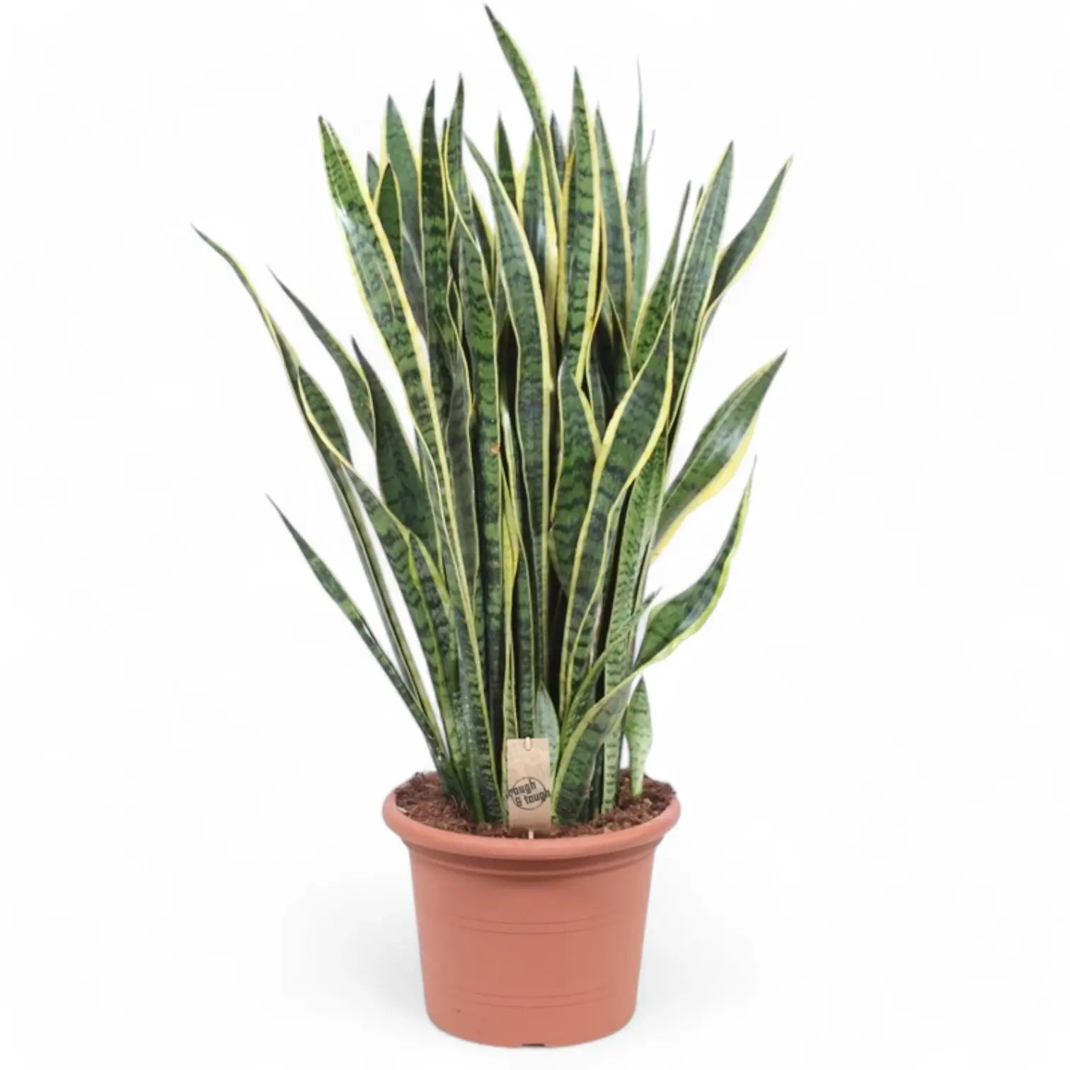 Dracaena (Sansevieria) trifasciata 'Laurentii' – Topfpflanze im Kulturtopf vor weißem Hintergrund, Produktfoto 15.
