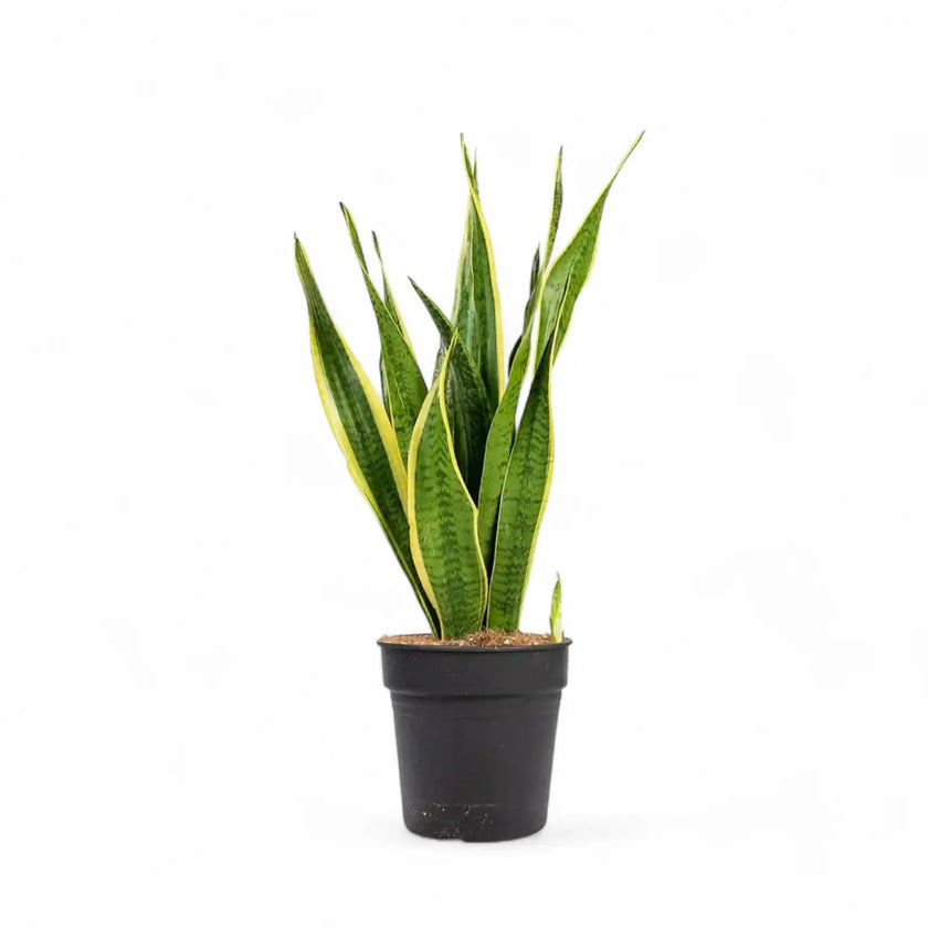 Dracaena (Sansevieria) trifasciata 'Laurentii' – Topfpflanze im Kulturtopf vor weißem Hintergrund, Produktfoto 3.
