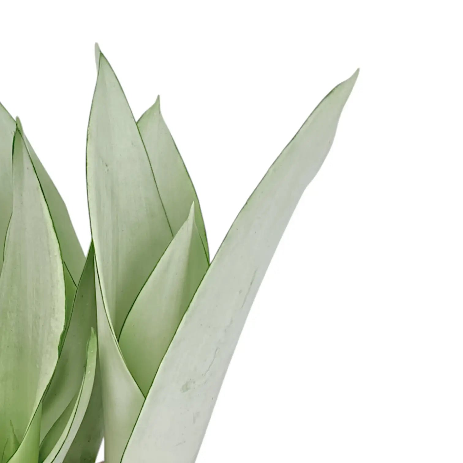 Dracaena (Sansevieria) trifasciata 'Moonshine' – Blattdetail vor weißem Hintergrund..