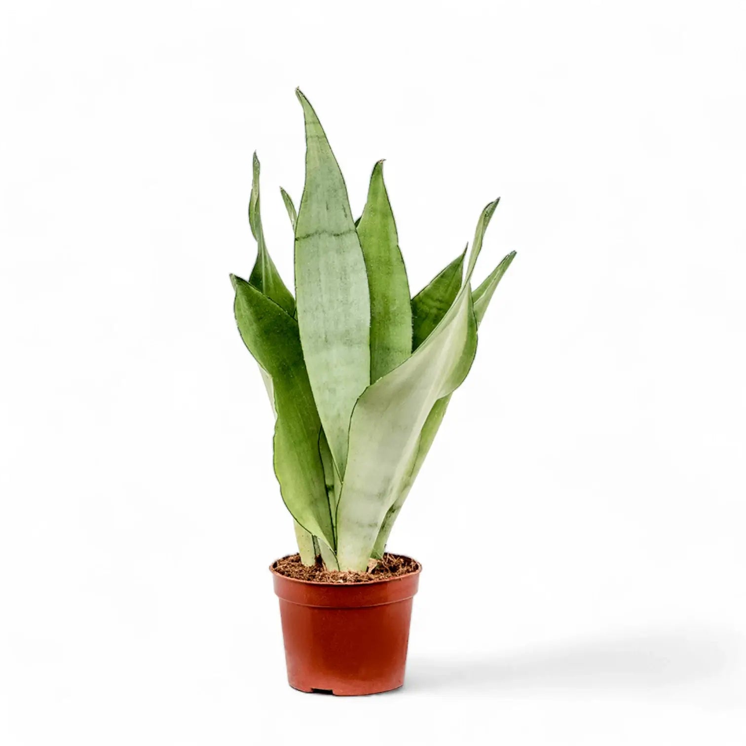 Dracaena (Sansevieria) trifasciata 'Moonshine' – Topfpflanze im Kulturtopf vor weißem Hintergrund, Produktfoto 8.