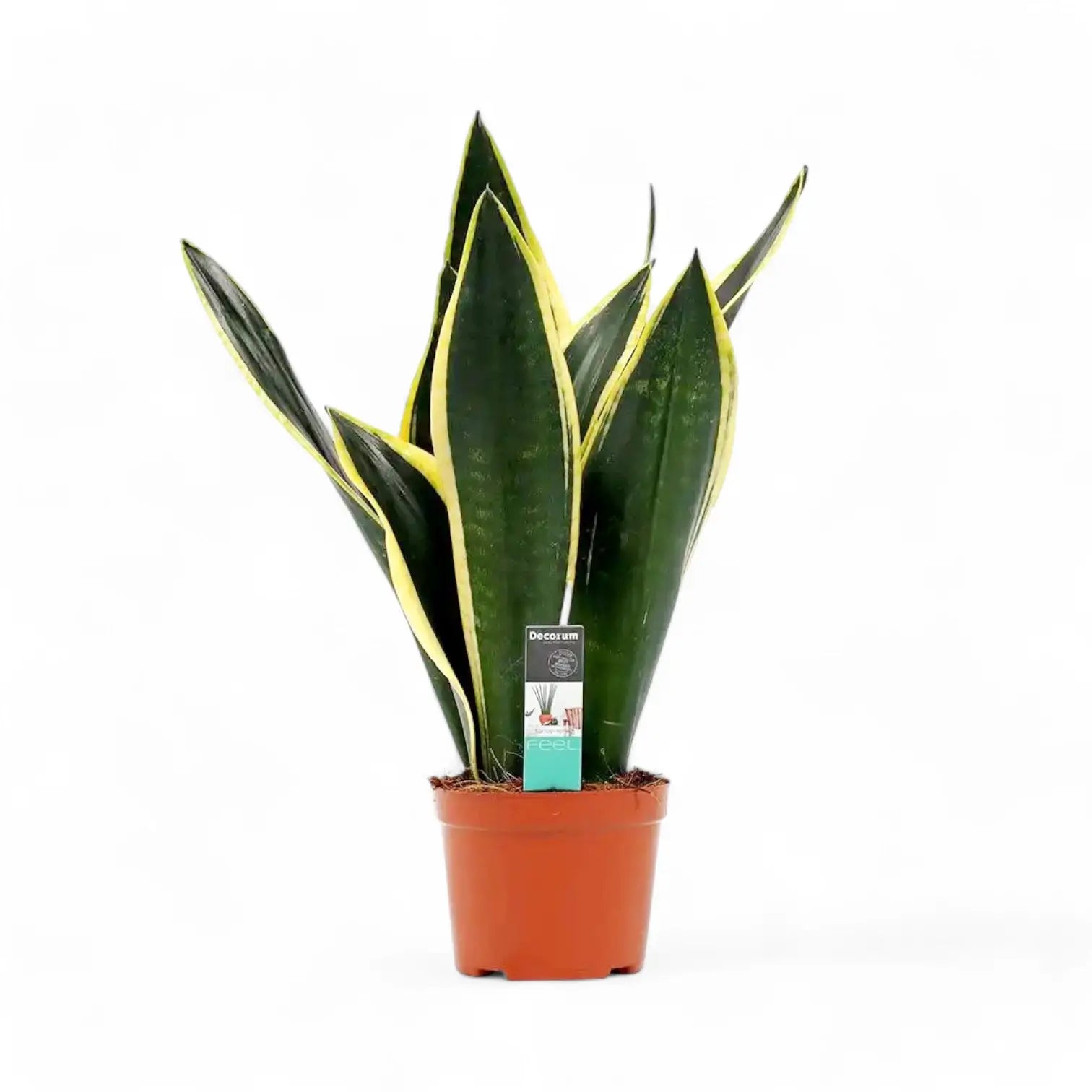 Dracaena (Sansevieria) trifasciata 'Night Shade' Zimmerpflanze im Anzuchttopf vor weißem Hintergrund, Produktfoto 3.