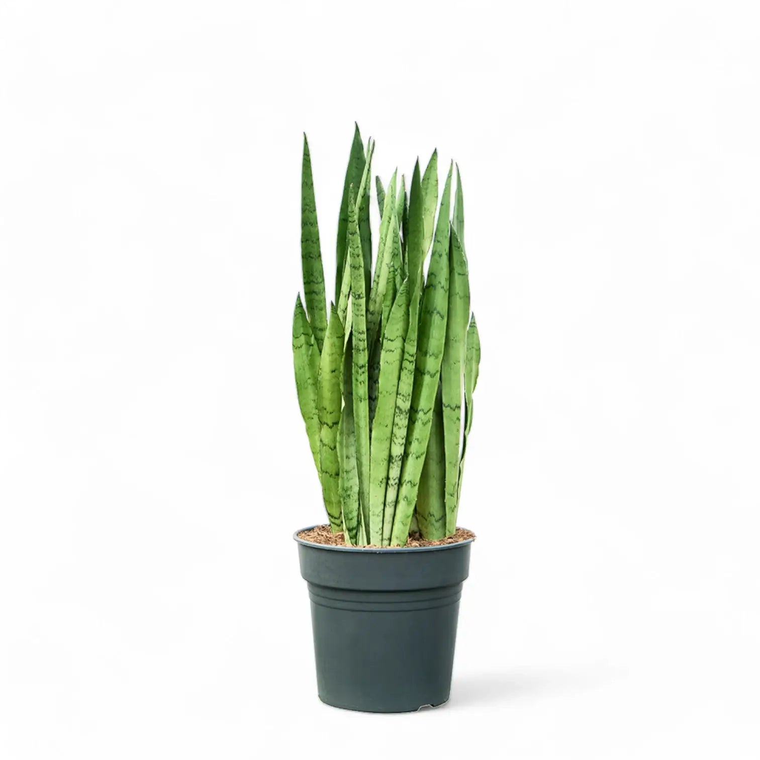Dracaena (Sansevieria) trifasciata 'Silver Mist' Zimmerpflanze im Anzuchttopf vor weißem Hintergrund, Produktfoto 4.