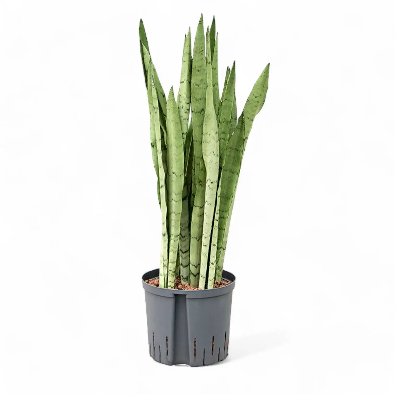Dracaena (Sansevieria) trifasciata 'Silver Mist' Zimmerpflanze im Anzuchttopf vor weißem Hintergrund, Produktfoto 6.