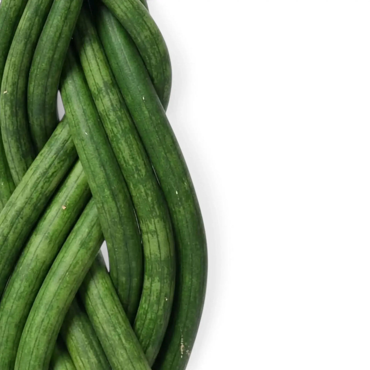 Nahaufnahme von Dracaena angolensis 'Twister' mit zu einem Zopf geflochtenen, zylindrischen grünen Blättern