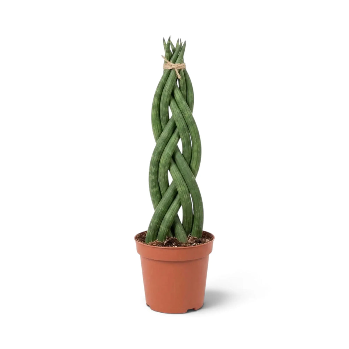 Dracaena angolensis 'Twister' im Topf mit einem Zopf aus zylindrischen grünen Blättern, die von der Basis aufragen