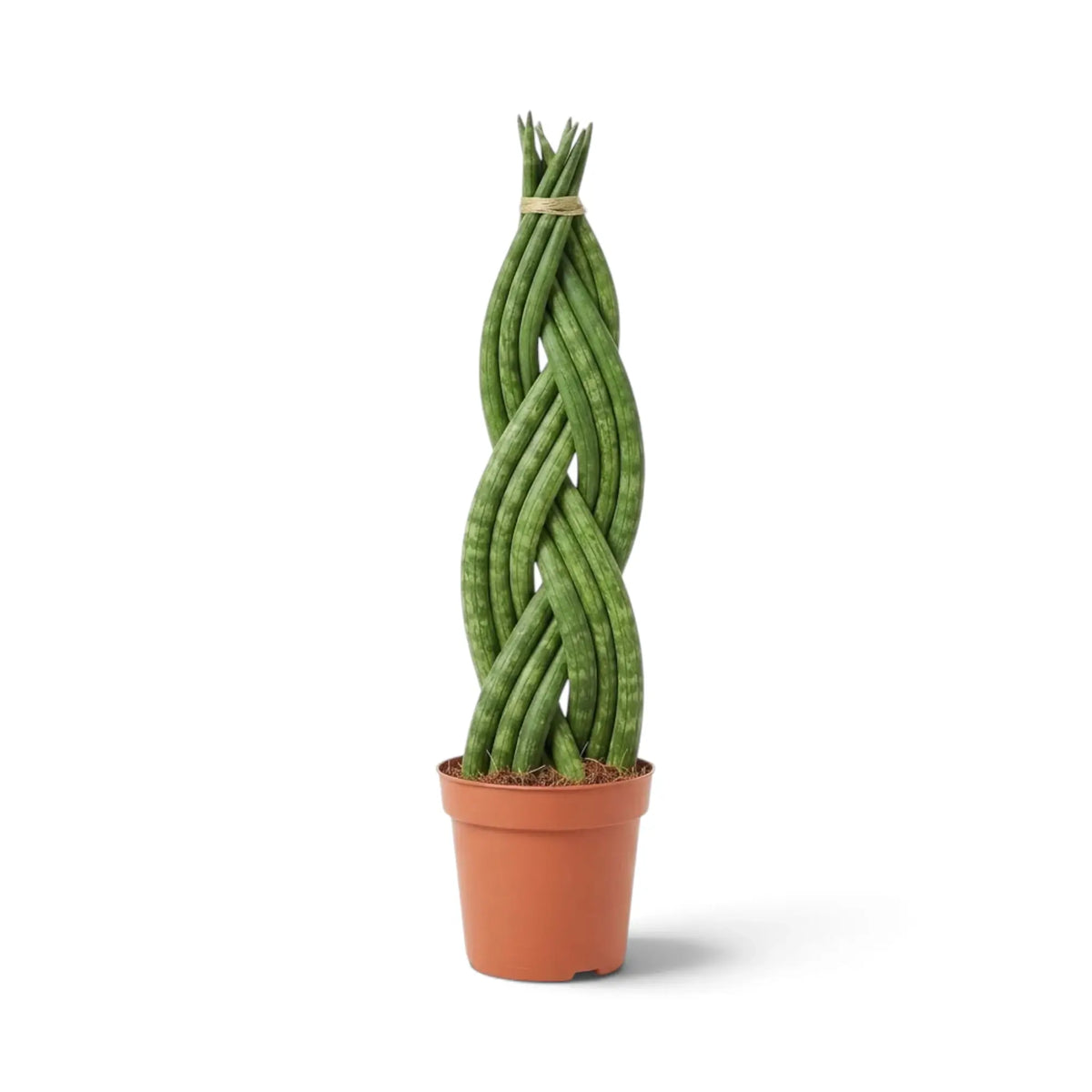 Dracaena angolensis 'Twister' mit einem aufrechten Zopf aus zylindrischen grünen Blättern