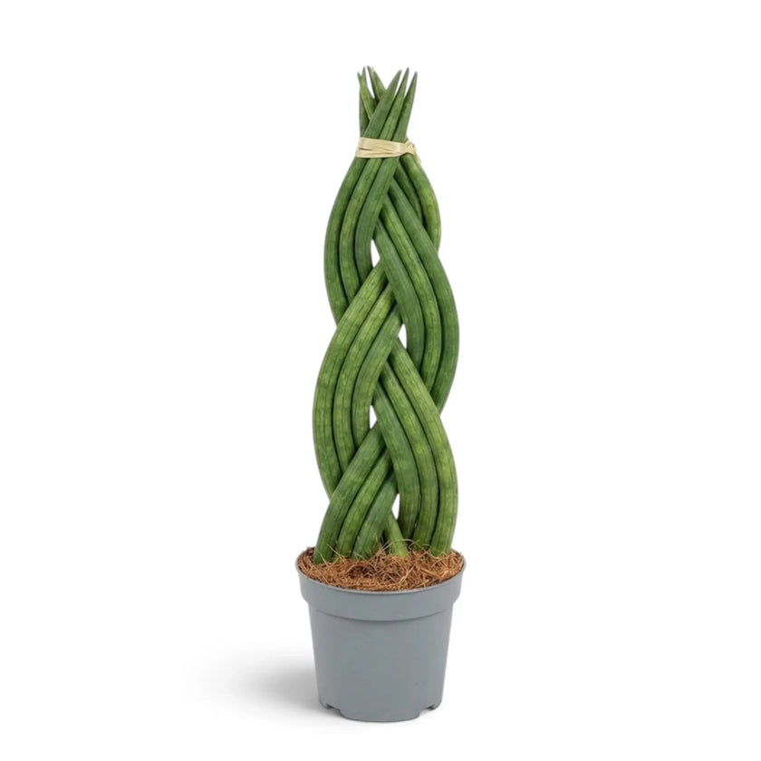 Potted Dracaena angolensis 'Twister' with narrow cylindrical green leaves braided upright