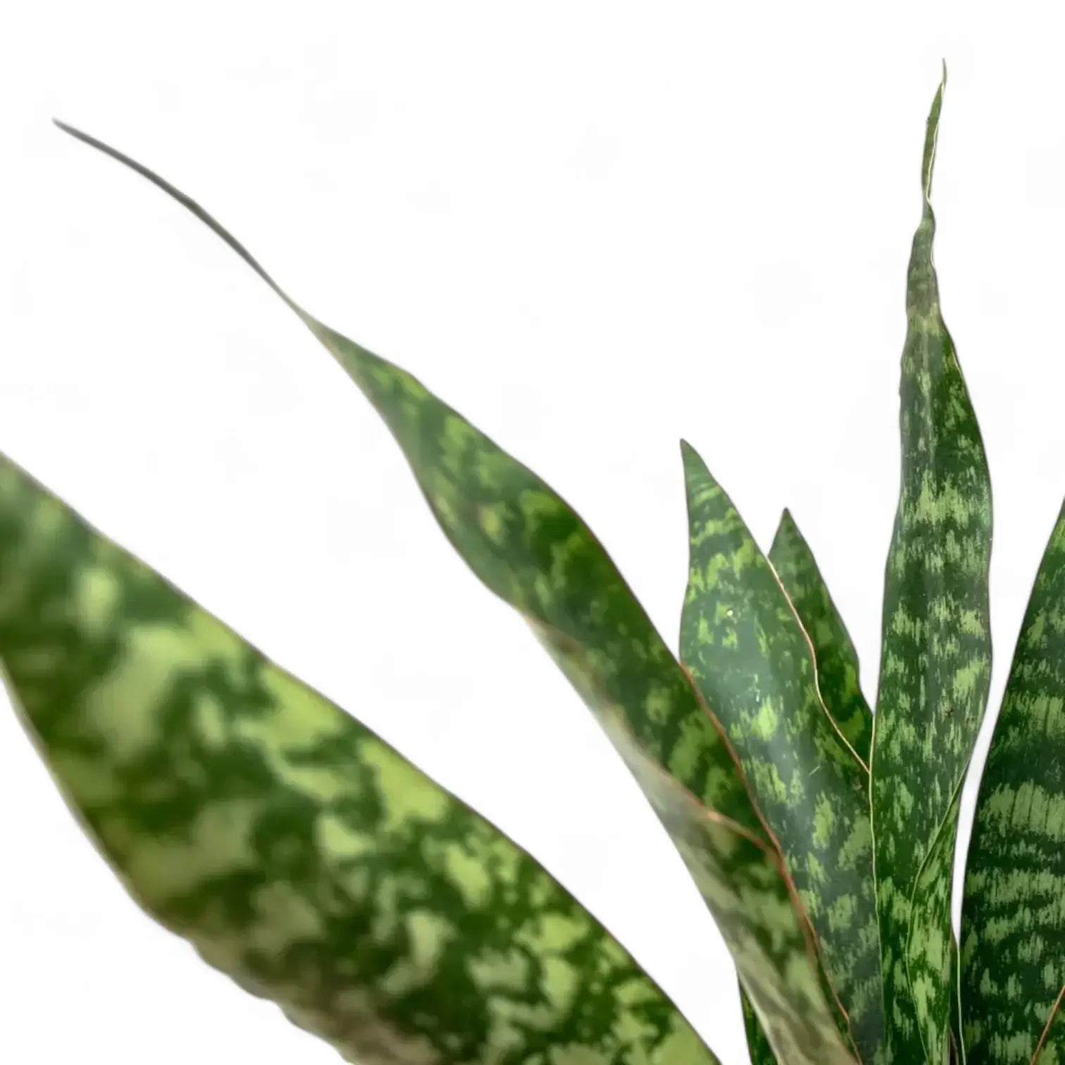 Nahaufnahme eines Blatts von Dracaena (Sansevieria) zeylanica vor weißem Hintergrund.