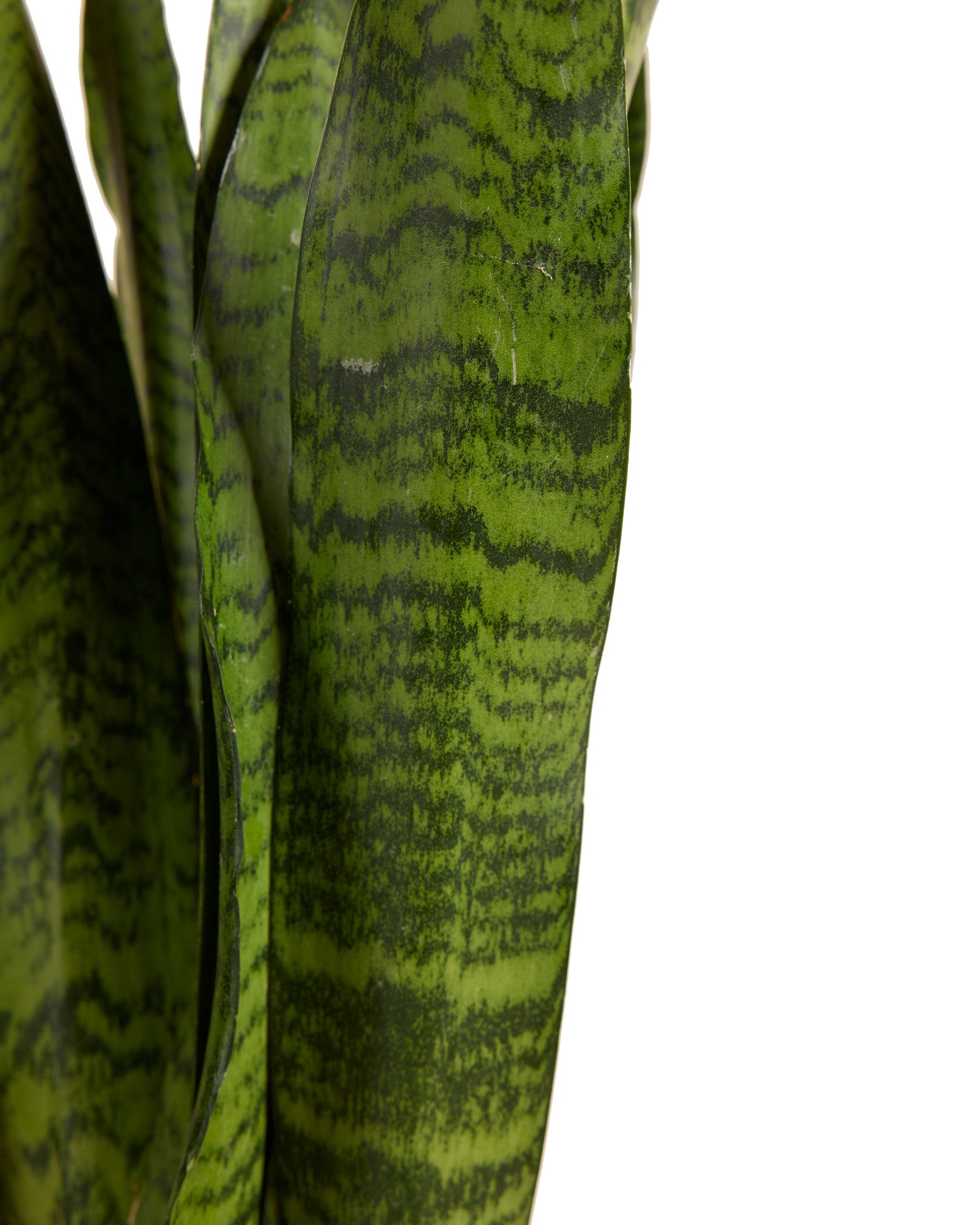 Dracaena (Sansevieria) zeylanica – Topfpflanze im Kulturtopf vor weißem Hintergrund, Produktfoto 1.