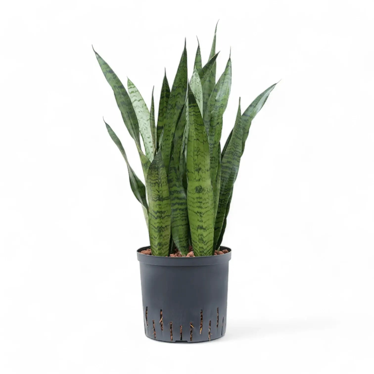 Dracaena (Sansevieria) zeylanica – Topfpflanze im Kulturtopf vor weißem Hintergrund, Produktfoto 11.