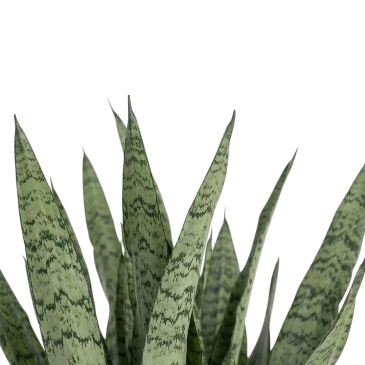 Close-up of patterned Dracaena zeylanica leaves tapering to pointed tips