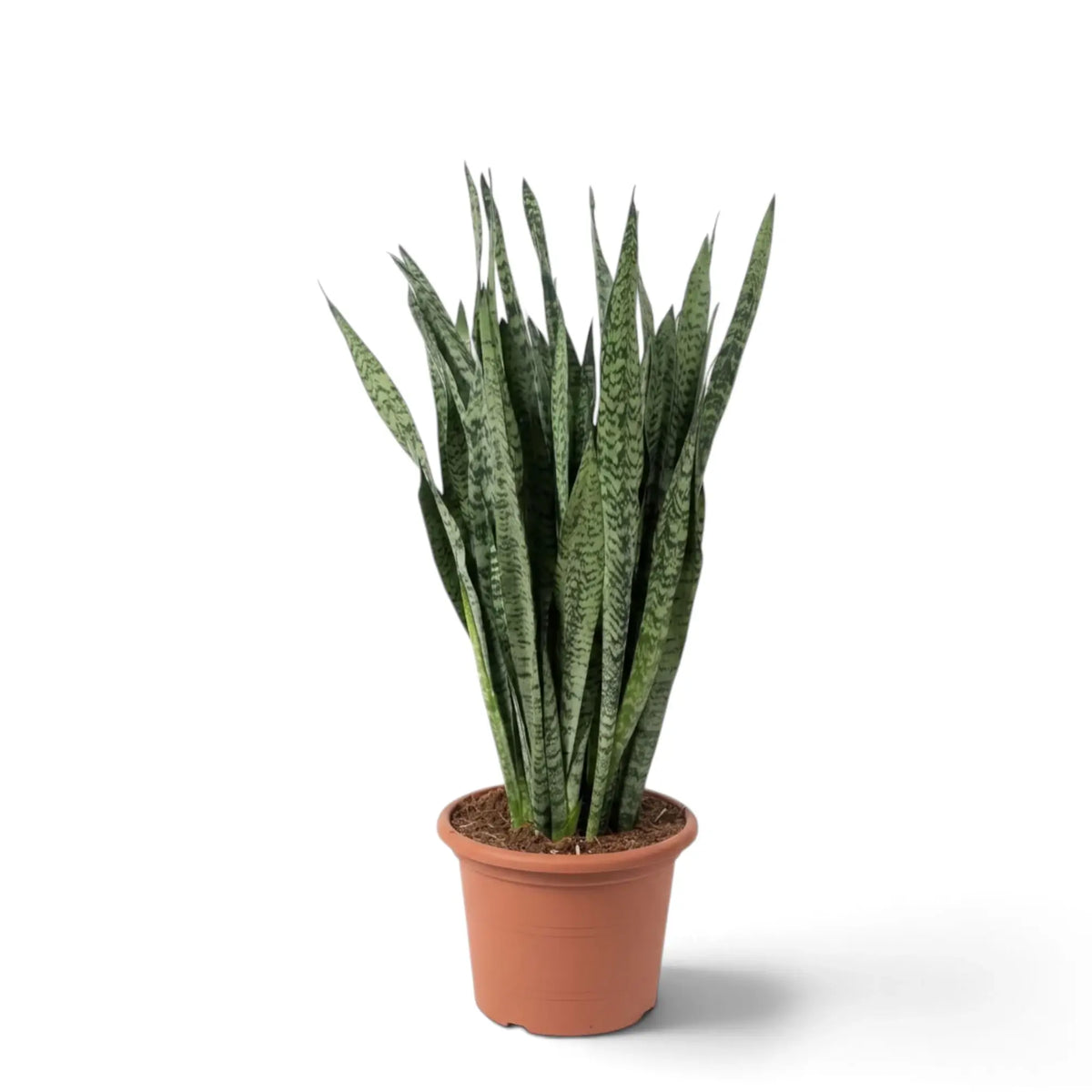 Dracaena zeylanica large plant with narrow fleshy leaves and dark green cross-banding