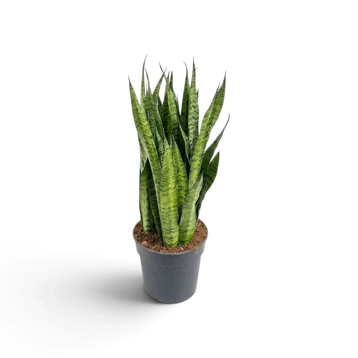 Medium Dracaena zeylanica with upright green leaves crossed by dark horizontal bands in a nursery pot