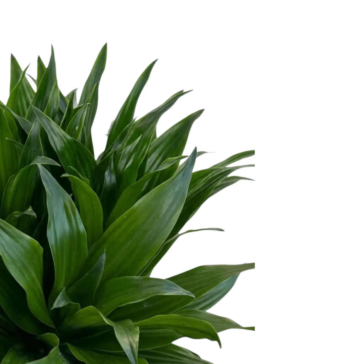 Nahaufnahme der kurzen, glänzenden, dunkelgrünen Blätter von Dracaena fragrans ‘Compacta’