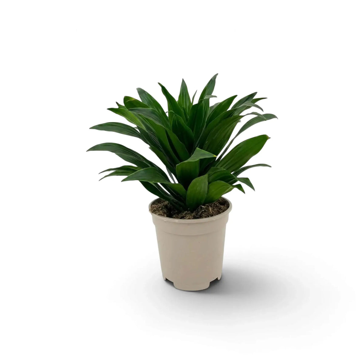 Kleine Dracaena fragrans ‘Compacta’ mit kurzen, glänzenden, dunkelgrünen Blättern