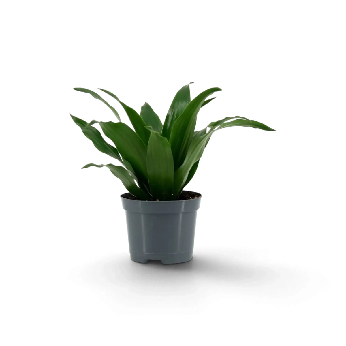 Kleine Dracaena fragrans ‘Compacta’ mit kurzen, glänzenden, dunkelgrünen Blättern