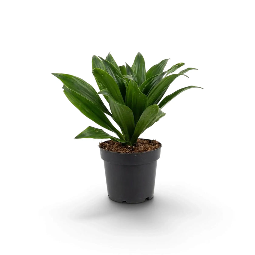 Kleine Dracaena fragrans ‘Compacta’ mit kurzen, glänzenden, dunkelgrünen Blättern