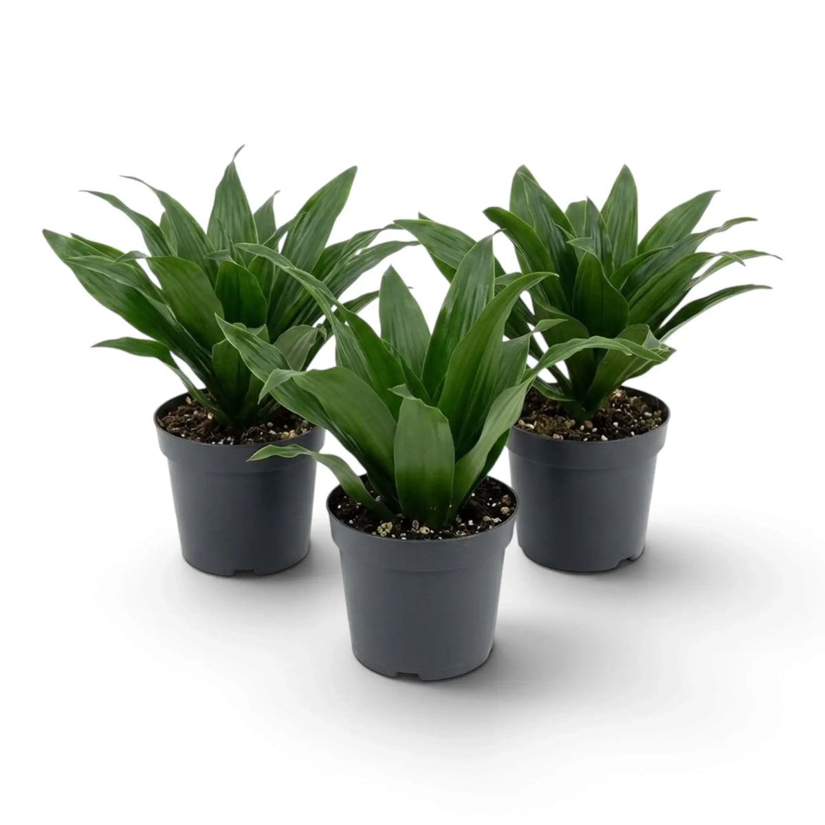 Kleine Dracaena fragrans ‘Compacta’ mit kurzen, glänzenden, dunkelgrünen Blättern