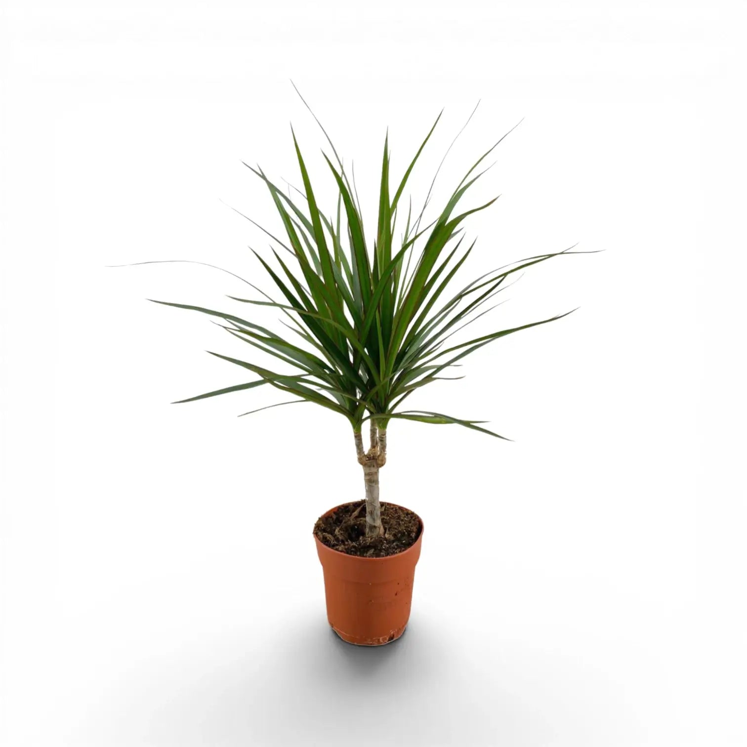 Dracaena reflexa var. angustifolia als Topfpflanze im Kulturtopf vor weißem Hintergrund.