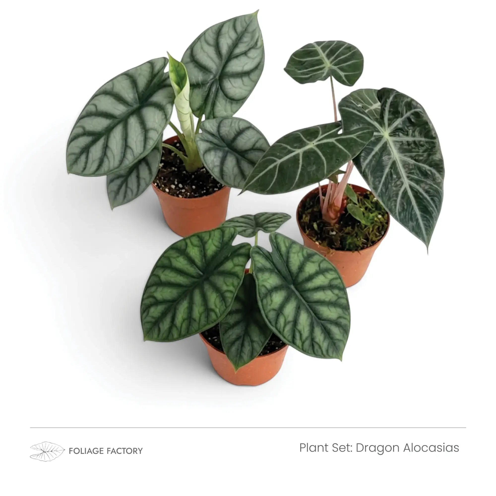 Dragon Alocasias plant set with three textured Alocasias grouped in nursery pots