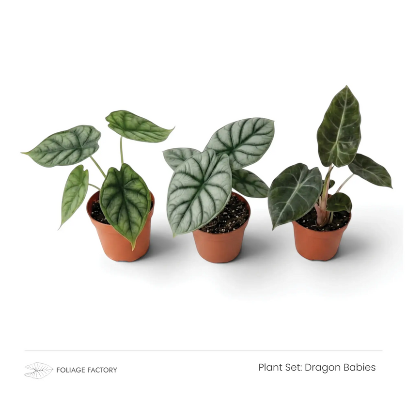 Dragon Babies plant set with three young Alocasias lined up in nursery pots