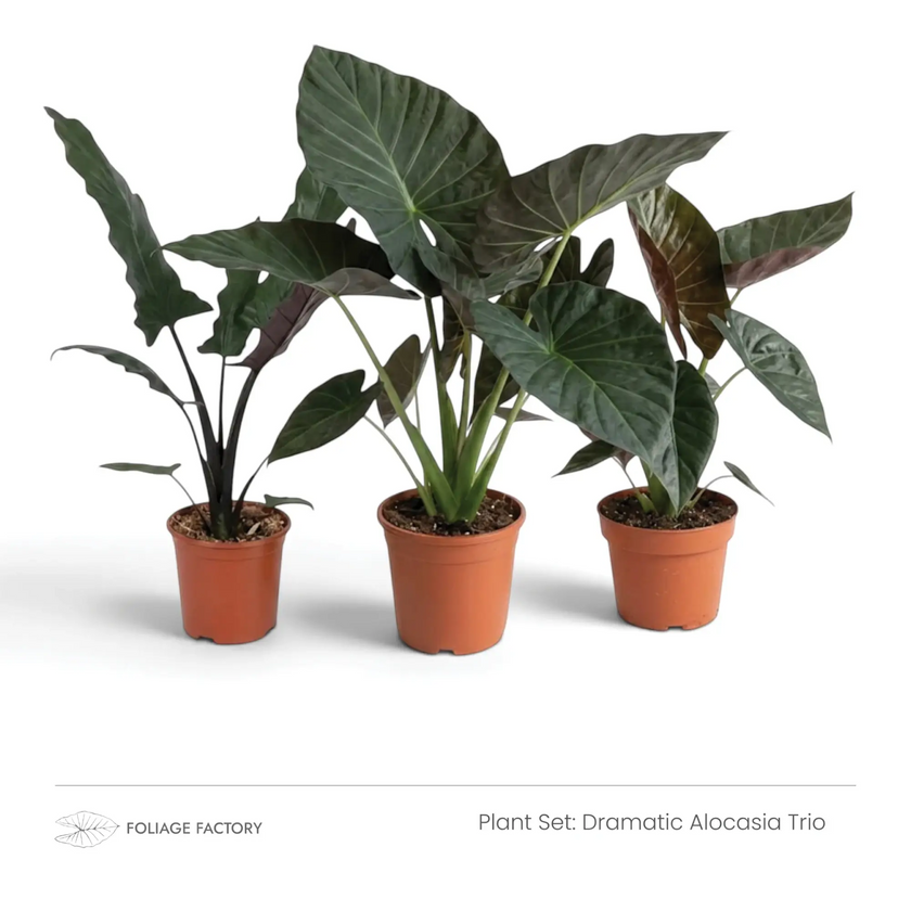 Dramatic Alocasia Trio plant set with three dark-leaved Alocasias in nursery pots