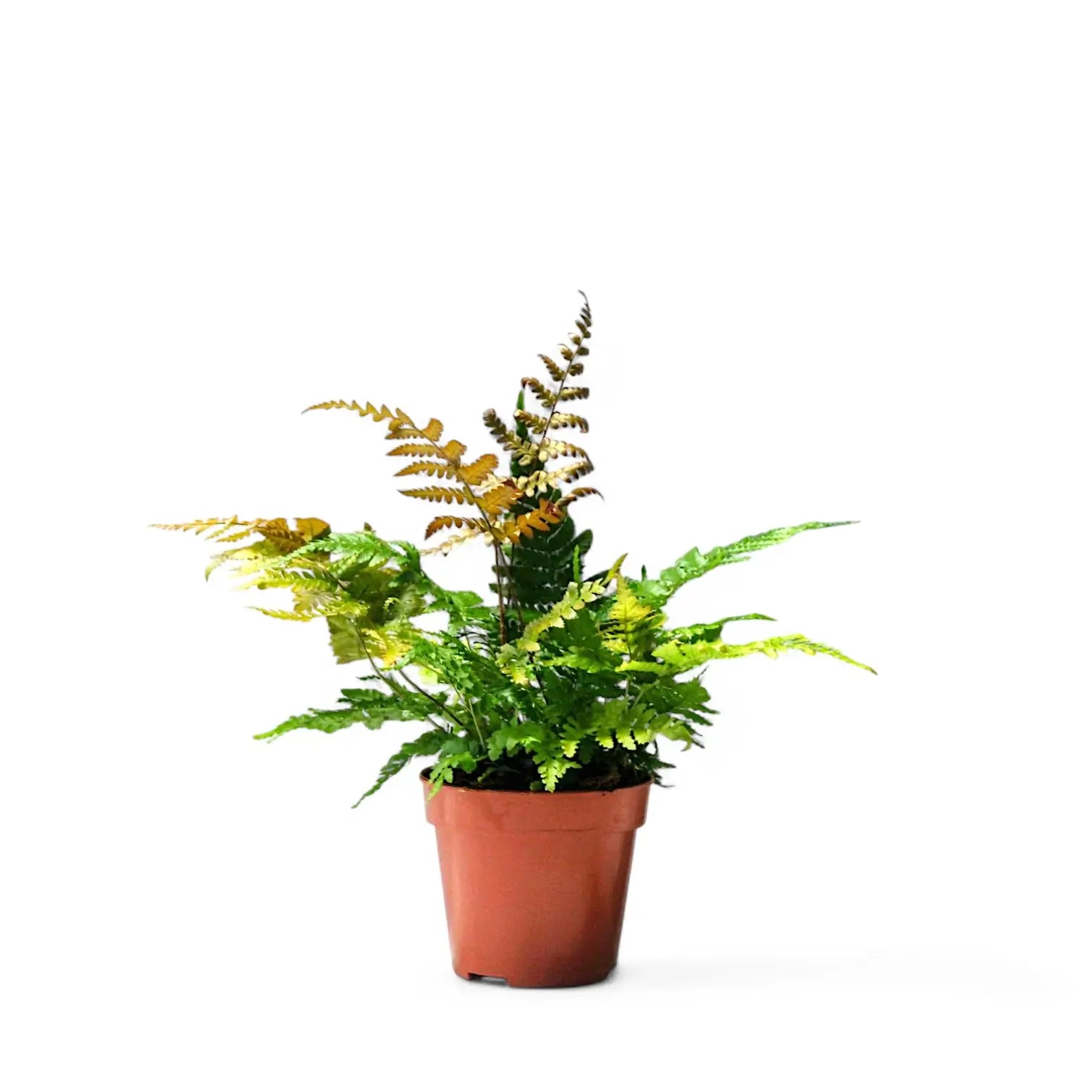 Dryopteris erythrosora potted plant in nursery pot on white background.