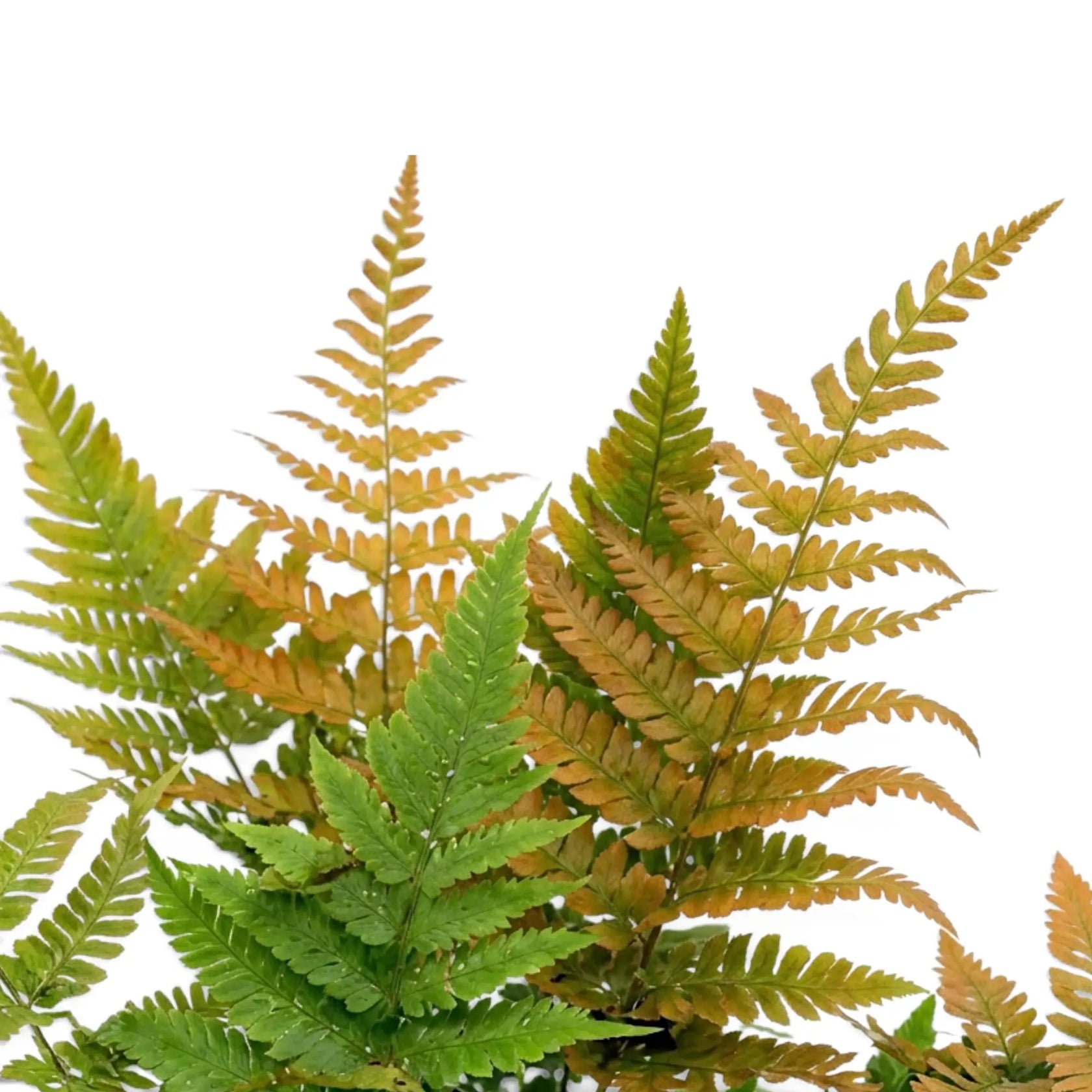 Nahaufnahme von Wedeln des Dryopteris erythrosora beim Farbwechsel von Kupferorange zu Grün