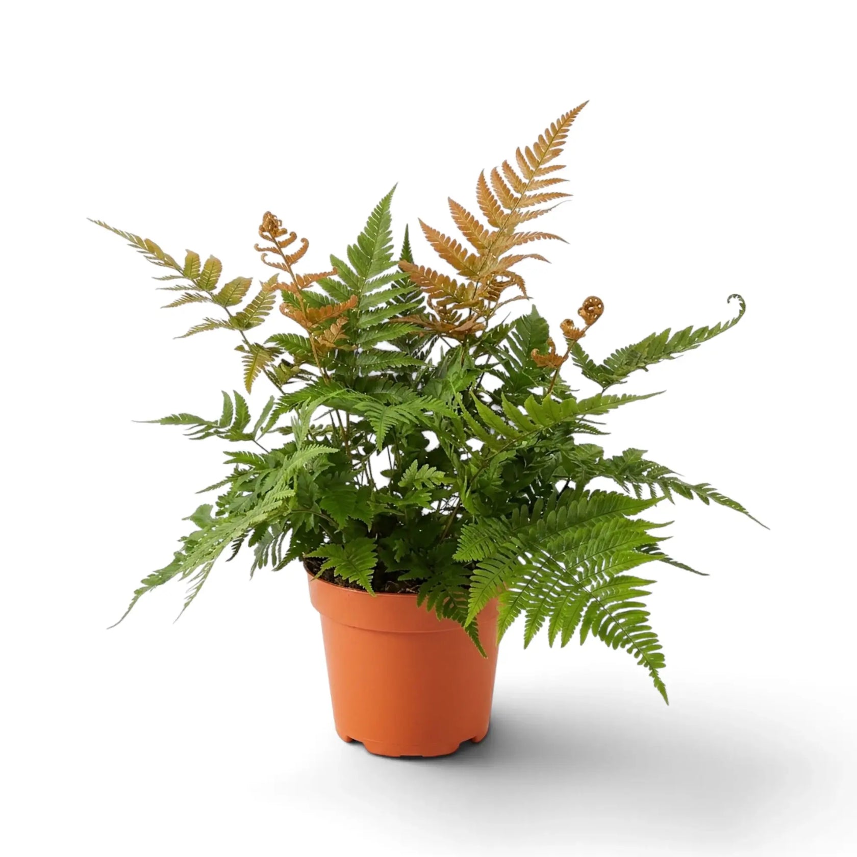 Dryopteris erythrosora mit aufrechten kupferfarbenen Wedeln, die über grüne Wedel hinausragen
