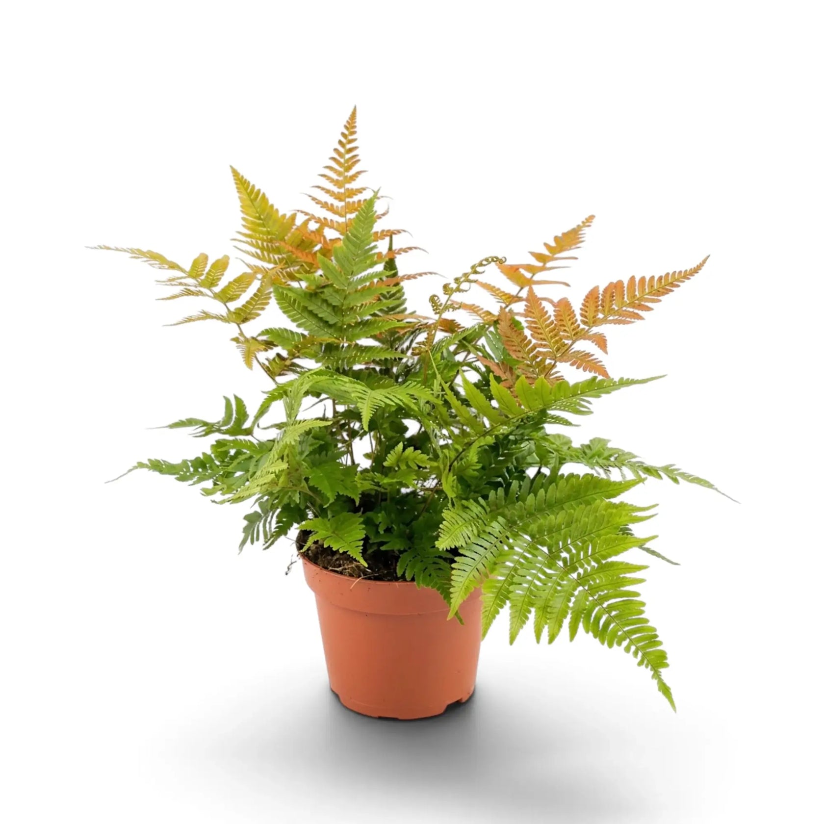 Dryopteris erythrosora mit leuchtend grünen Wedeln und bronzefarbenem Neuaustrieb in einem orangefarbenen Kulturtopf